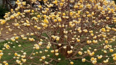 Photo of Edgeworthia