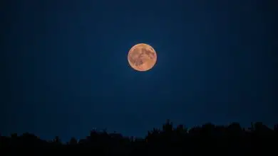 Photo of Como é que a lua nas plantas de jardim? – ciclos lunares