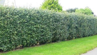 Photo of Eleagnus