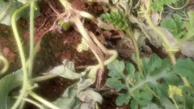 Photo of 6 fungicidas ecológicos contra fungos de jardim: PRODUÇÃO Muito EFICAZ