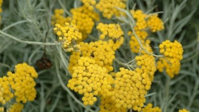 Photo of Helichrysum – Helichrysum italicum