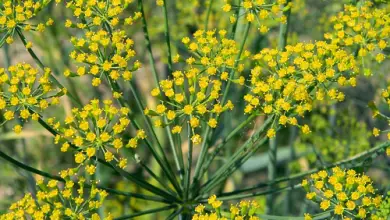 Photo of Dill: como cultivar esta planta aromática e medicinal