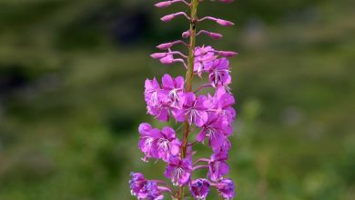 Photo of Epilobium