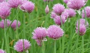 Photo of Cebolinha – Allium schoenoprasum