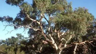 Photo of Eucaliptus
