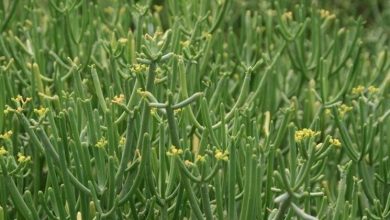 Photo of Euphorbia tirucalli