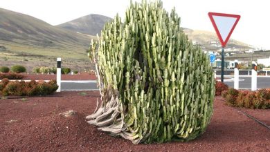 Photo of Euphorbia trigona