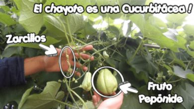 Photo of Chuchu como crescer no jardim: plantio, colheita e outros