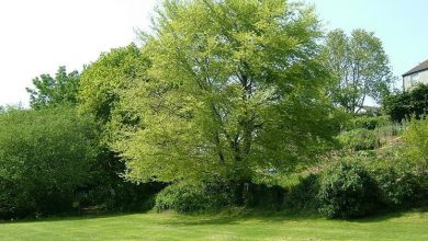 Photo of Árvore de faia