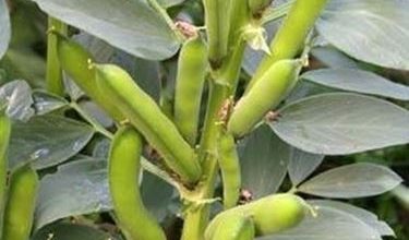 Photo of fava