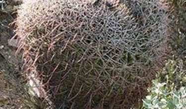 Photo of Ferocactus