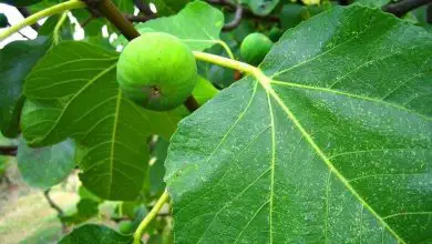 Photo of Fig – Ficus carica