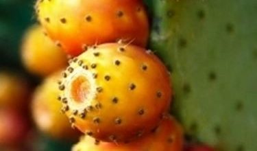 Photo of Ficodindia – Opuntia ficus indica