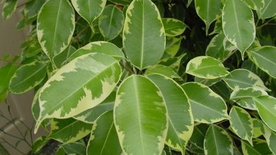 Photo of Doenças de Ficus benjamin