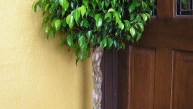 Photo of Ficus benjamin perde folhas