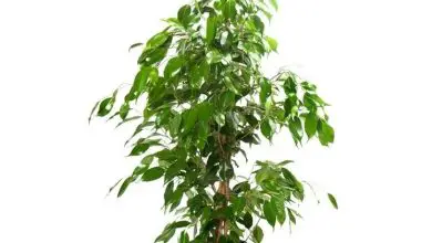 Photo of Ficus benjamina