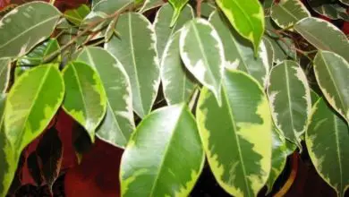 Photo of Ficus benjamina natasja