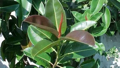 Photo of Doenças de Ficus elastica