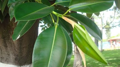 Photo of Ficus elastica