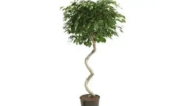 Photo of Ficus exotica