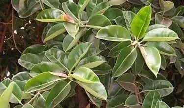 Photo of Ficus indiano