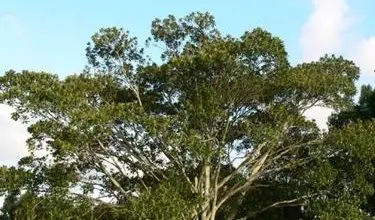 Photo of Ficus Macrophylla
