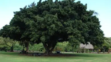 Photo of Ficus microcarpa