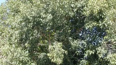 Photo of Ficus religioso