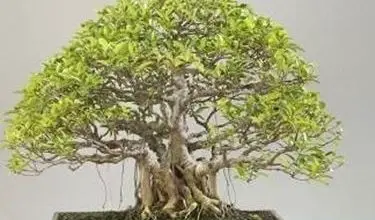 Photo of Ficus retusa