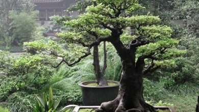 Photo of Ficus retusa bonsai