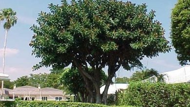 Photo of Ficus rubiginosa