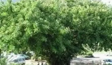 Photo of Ficus