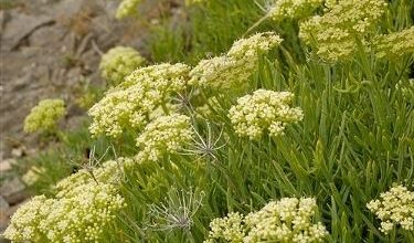 Photo of Funcho do mar – Crithmum maritimum