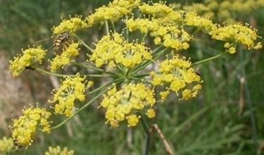 Photo of Finocchio selvatico – Foeniculum vulgare