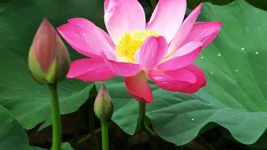 Photo of Flor de Lotus