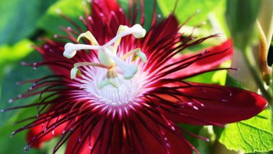 Photo of Flor da Paixão