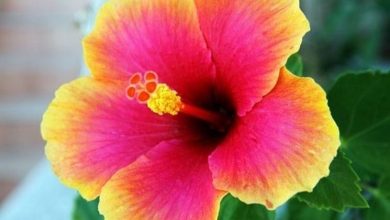 Photo of Flor de hibisco