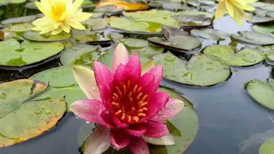 Photo of Flor de Lotus