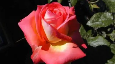 Photo of Flor rosa