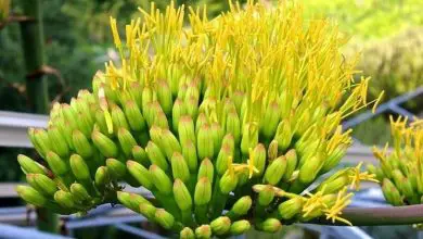 Photo of Flores de agave