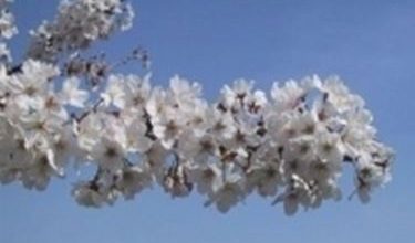 Photo of flores de cerejeira