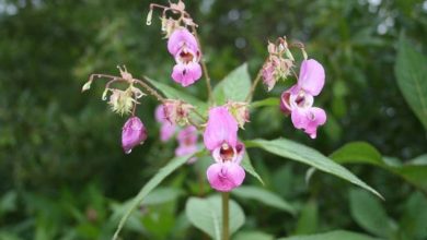 Photo of Flores de bach impatiens