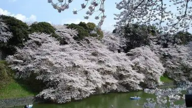 Photo of Flores de cerejeira japonesas