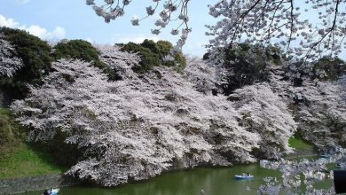 Photo of Flores de cerejeira japonesas