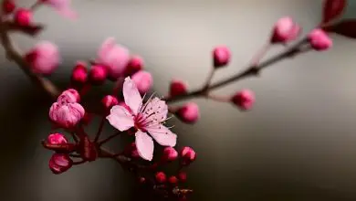 Photo of flores de cerejeira