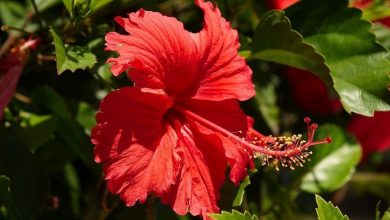 Photo of Flores de hibisco