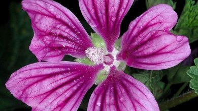 Photo of Fiori di malva