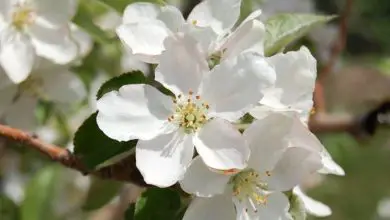 Photo of Flores de maçã