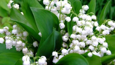 Photo of Flores de lírio do vale