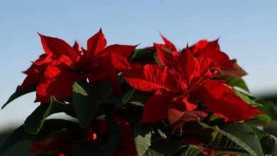 Photo of Flores de natal